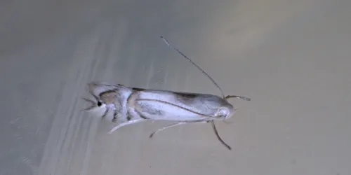 Phyllocnistis unipunctella - photo 2