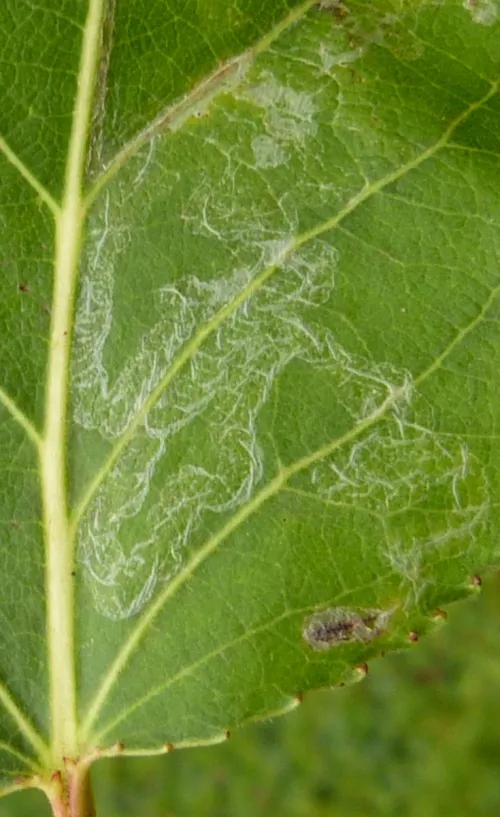 Phyllocnistis unipunctella - photo 3