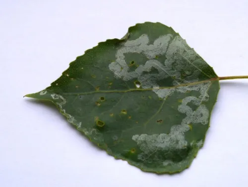 Phyllocnistis unipunctella - photo 4