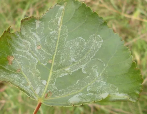 Phyllocnistis unipunctella - photo 5