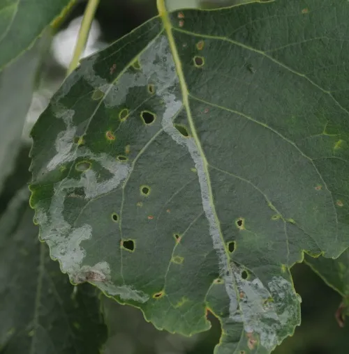 Phyllocnistis unipunctella - photo 6