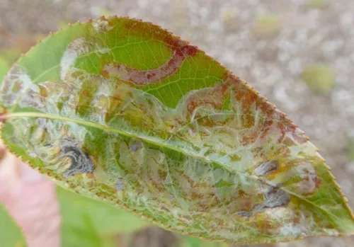 Phyllocnistis unipunctella - photo 7