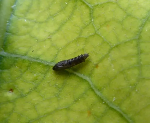 Phyllocnistis unipunctella - photo 8