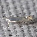 Phyllocnistis vitegenella - Hodges#0853