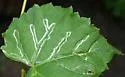 Phyllocnistis vitegenella - Hodges#0853 - photo 2
