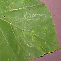 Phyllocnistis vitegenella - Hodges#0853 - photo 3