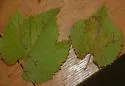 Phyllocnistis vitegenella - Hodges#0853 - photo 4