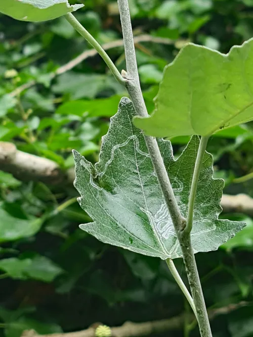Phyllocnistis xenia