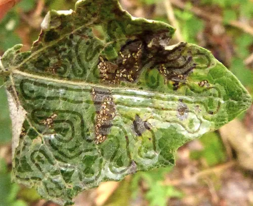 Phyllocnistis xenia - photo 4
