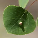 Phyllocoptes didelphis