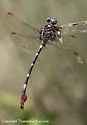 Ringed Forceptail
