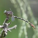 Ringed Forceptail - photo 4