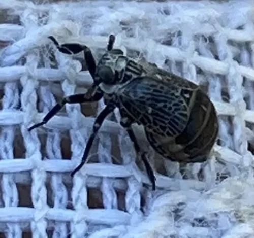Phyllodinus nervatus - Phyllodinus nervatus