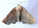 Phyllodonta peccataria - Hodges#6973 - photo 2