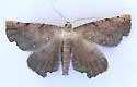 Phyllodonta peccataria - Hodges#6973 - photo 3
