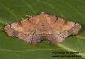 Phyllodonta sarukhani - Hodges#6973.1