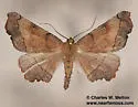 Phyllodonta sarukhani - Hodges#6973.1 - photo 2
