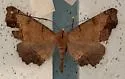 Phyllodonta sarukhani - Hodges#6973.1 - photo 3