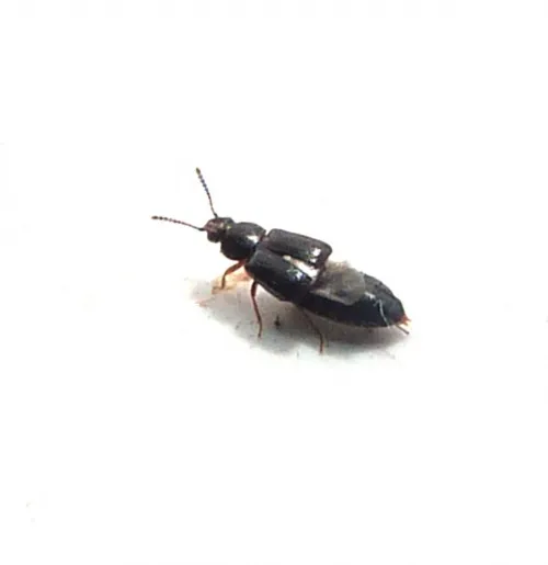 Phyllodrepa floralis