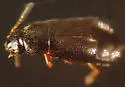 Phyllodrepa humerosa - photo 4