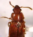 Phyllodrepa punctiventris