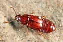 Phyllodrepa punctiventris - photo 2