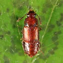Phyllodrepa punctiventris - photo 3