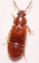 Phyllodrepa punctiventris - photo 4