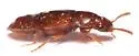 Phyllodrepa punctiventris - photo 5