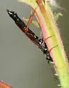 Phylloecus cowichanus