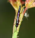 Phylloecus cowichanus - photo 2