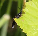 Phylloecus cowichanus - photo 4