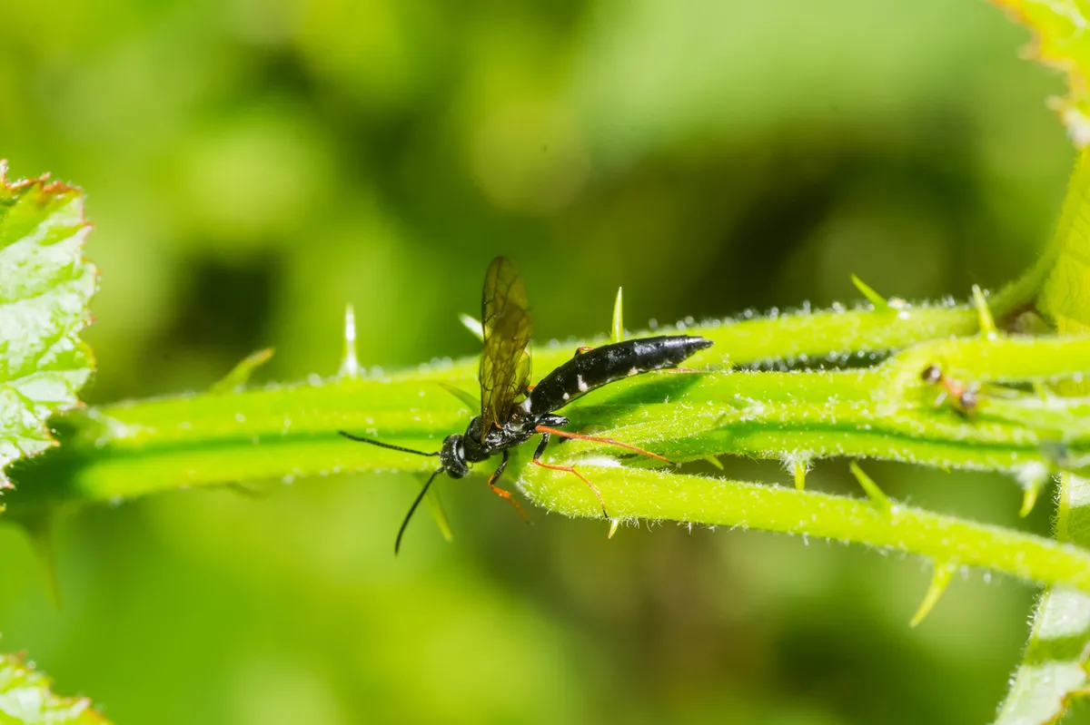 Forest Stem-sawfly - photo 3