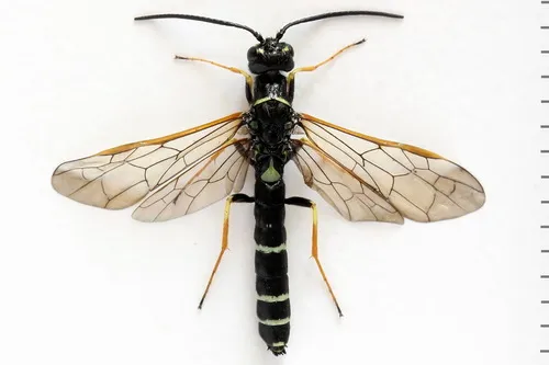 Agrimony Stem-sawfly