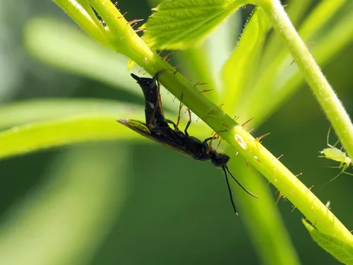 Black Bramble Stem-sawfly