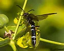 Phylloecus riesi - photo 2