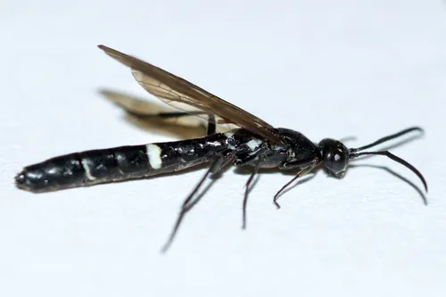 Rose Shoot Sawfly