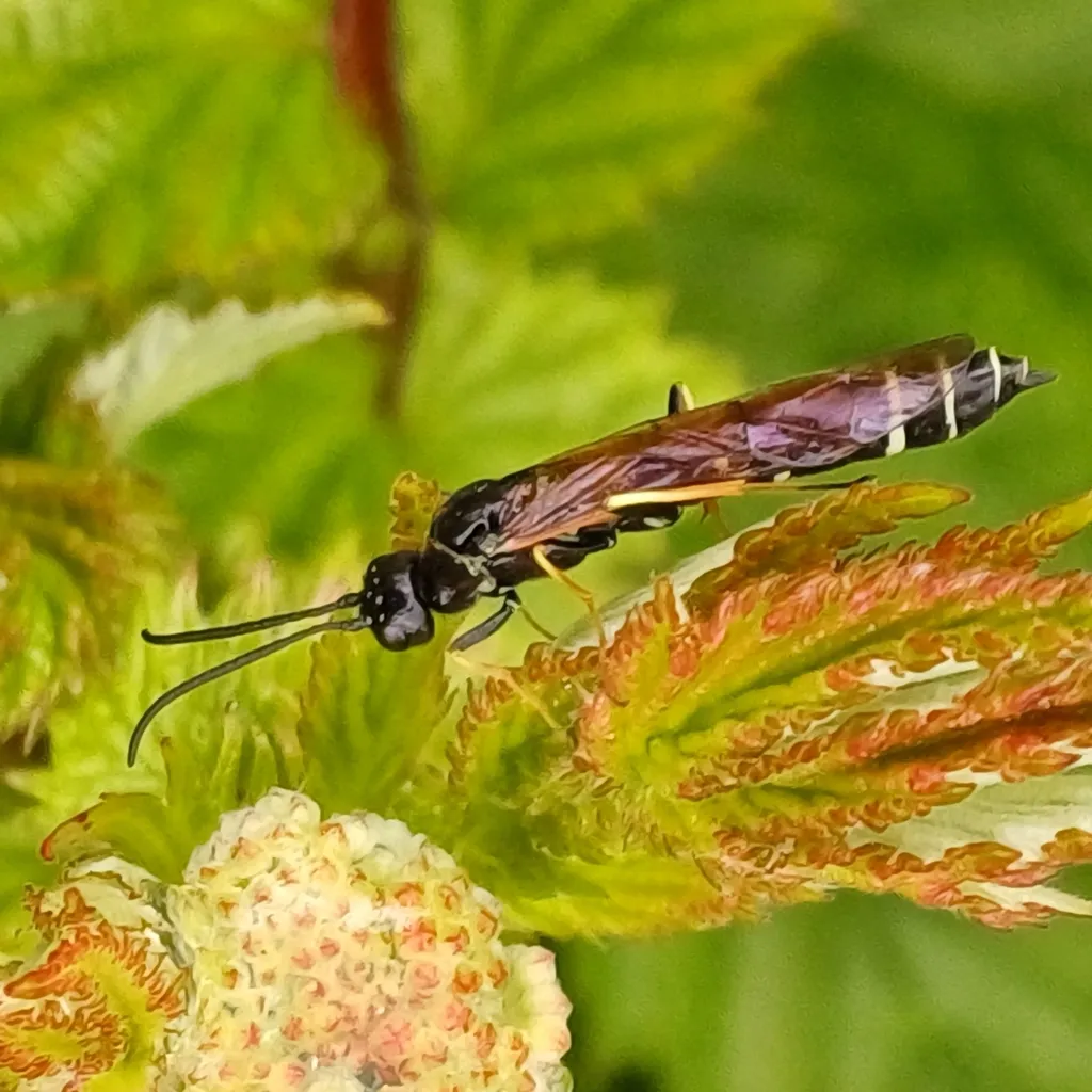 Meadowsweet Stem-sawfly - photo 2