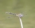 Five-striped Leaftail