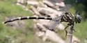 Five-striped Leaftail - photo 2