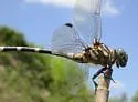 Five-striped Leaftail - photo 3