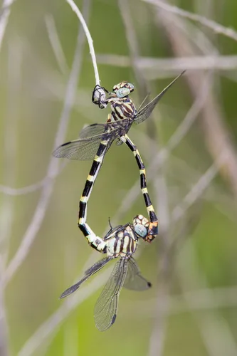 Four-striped Leaftail