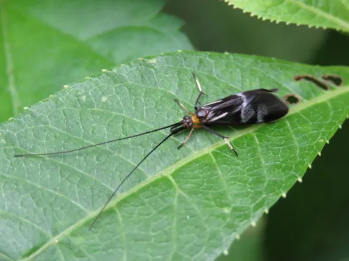 Phylloicus abdominalis