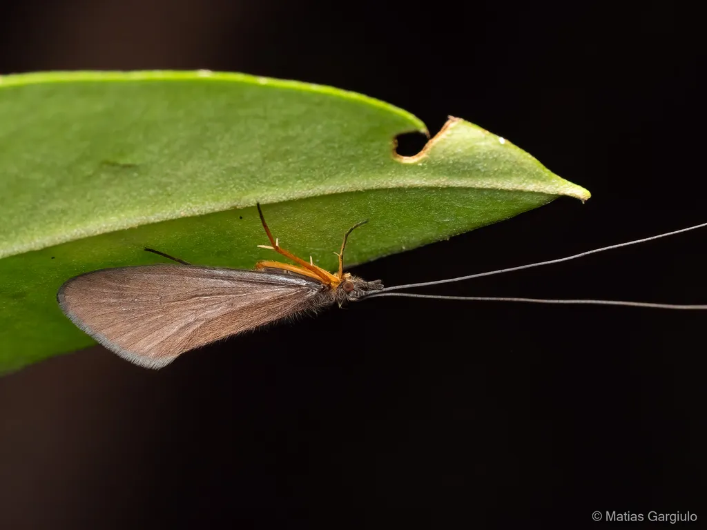 Phylloicus aculeatus - photo 2