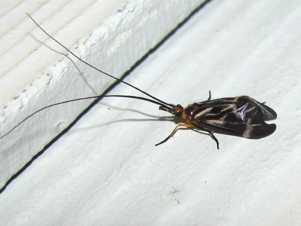 Phylloicus aeneus