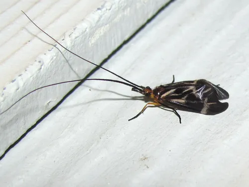 Phylloicus aeneus - photo 2