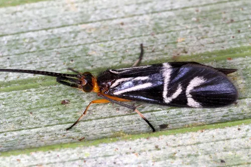 Phylloicus elegans