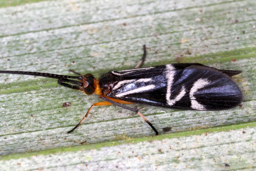 Phylloicus elegans - photo 2