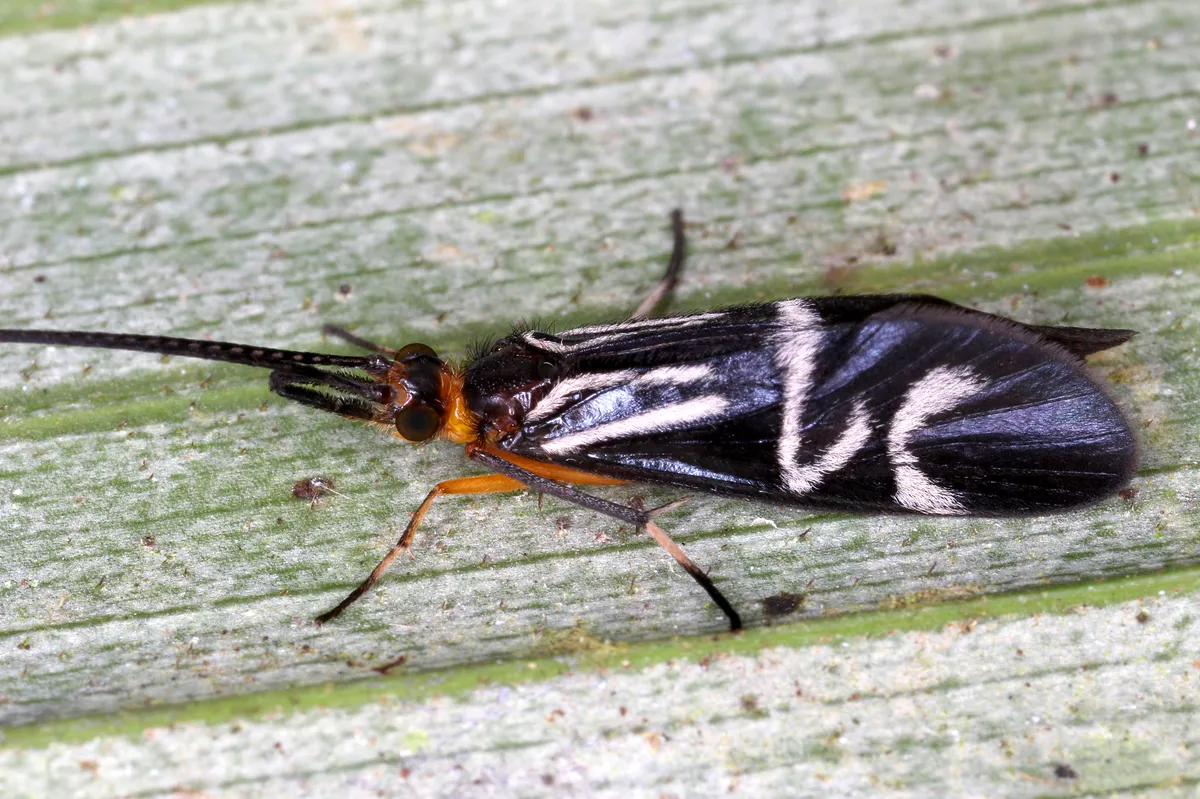 Phylloicus elegans - photo 3