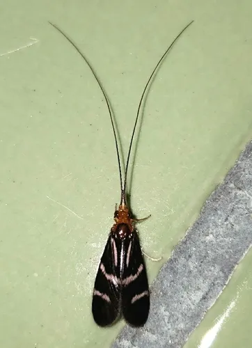 Phylloicus fenestratus